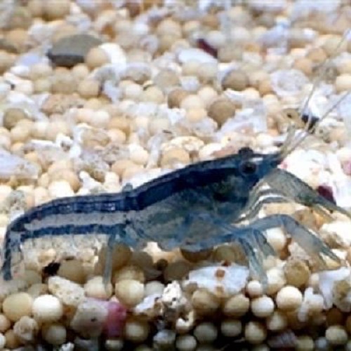 Cambarellus diminutus - Ecrevisse naine bleu